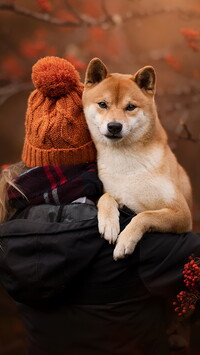 Dziewczynka z shiba inu na ramieniu