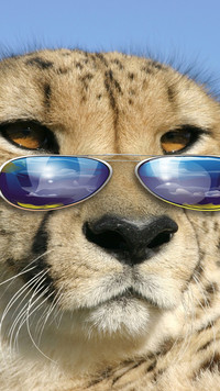 Dziki kot w okularach
