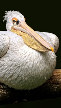 Dziób pelikana