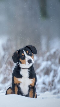 Entlebucher