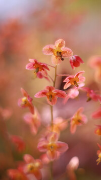 Epimedium