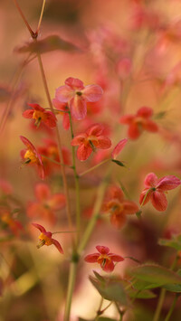 Epimedium