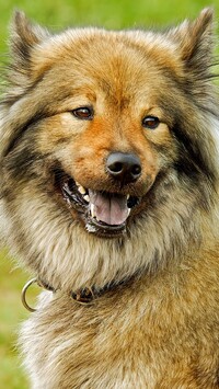 Eurasier