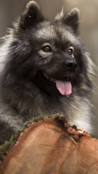 Eurasier na pniu