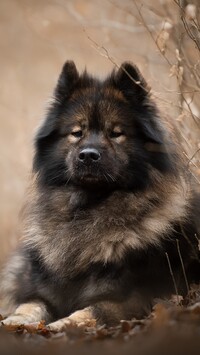 Eurasier