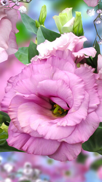 Eustoma w grafice