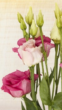 Eustoma w kroplach wody