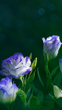 Eustoma wielkokwiatowa