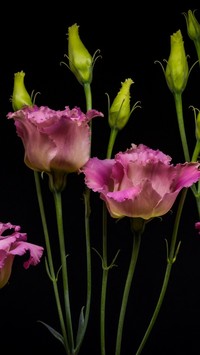 Eustoma