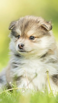 Fiński lapphund w trawie