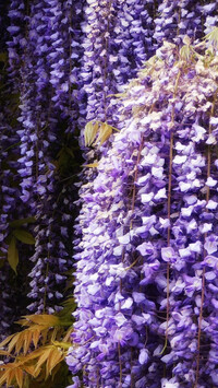 Fioletowa wisteria