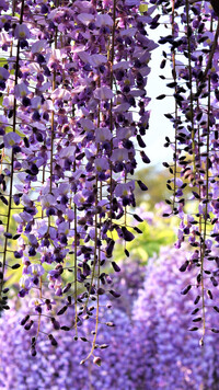 Fioletowa wisteria