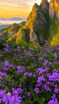 Fioletowe azalie na tle gór w Parku Narodowym Wolchulsan