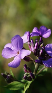 Fioletowe kwiatuszki floksa