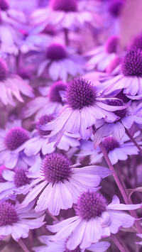 Fioletowe kwiaty jeżówki