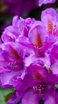 Fioletowe kwiaty rododendronu