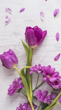 Fioletowe tulipany i chryzantemy