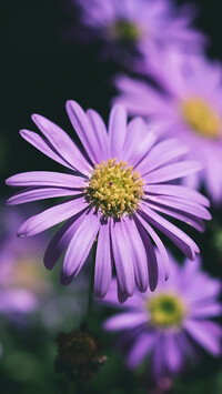 Fioletowy aster