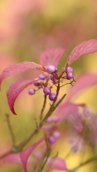 Fioletowy krzew pięknotki