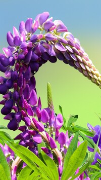 Fioletowy kwiat łubinu