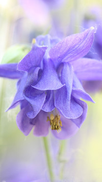 Fioletowy kwiat orlika