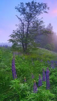 Fioletowy łubin na łące i drzewa we mgle