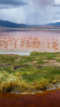 Flamingi na jeziorze