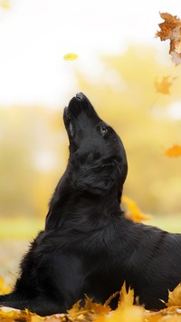 Flat coated retriever