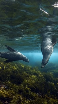 Foki pływające w oceanie