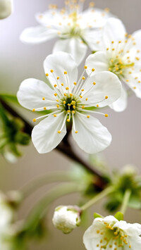 Gałązka z białymi kwiatami drzewa owocowego