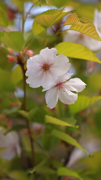 Gałązka z kwiatami wiśni japońskiej