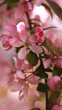 Gałązka z listkami i różowymi kwiatami jabłoni