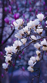 Gałązki białej magnolii