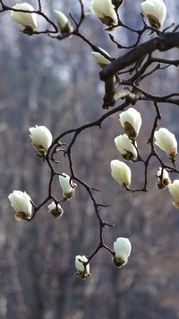 Gałązki kwitnącej magnolii