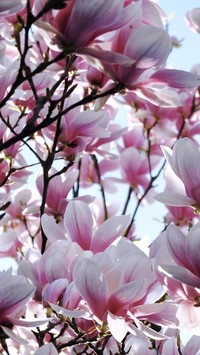 Gałązki magnolii