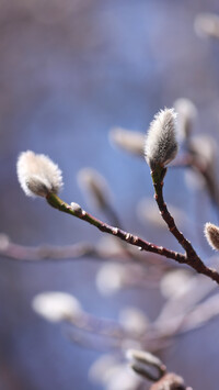 Gałązki z pąkami magnolii