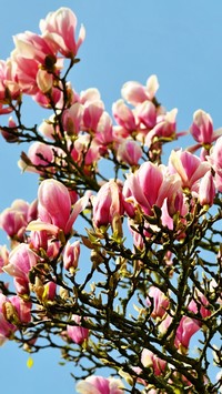 Gałęzie magnolii