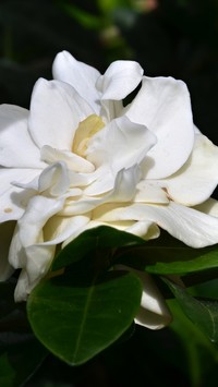 Gardenia jaśminowata