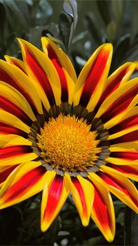 Gazania w zbliżeniu