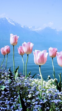 Gdy wiosna przeminie niezapominajki nie zapomną o tulipanach
