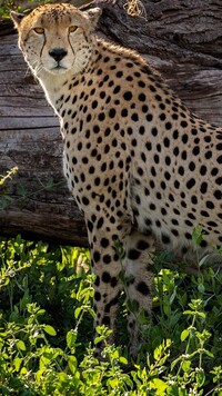 Gepard