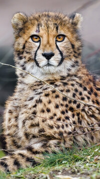 Gepard