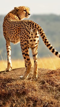 Gepard na górce