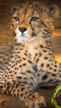 Gepard