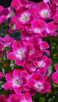 Geranium różowe