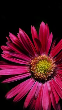 Gerbera