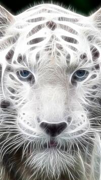 Głowa białego tygrysa