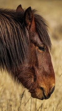 Głowa brązowego konia