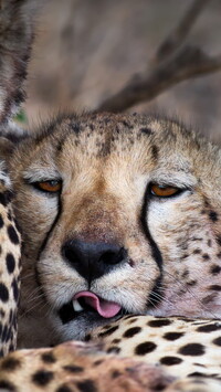 Głowa geparda