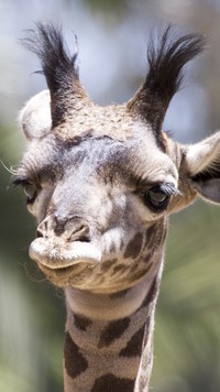 Głowa młodej żyrafy